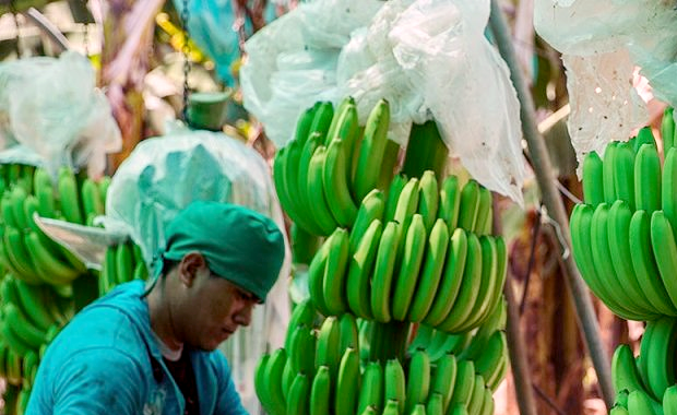 Minagri incorpora variedades de banano orgánico de alta calidad genética