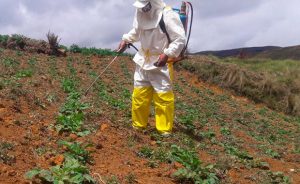 BASF Peruana lanza al mercado  fungicida biológico para el control de enfermedades en el cultivo de frutas y hortalizas