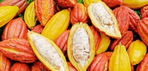 Compradores de potencias de Europa y Norteamérica interesados en cacao peruano