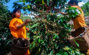 Café de aroma especial se produce bajo sombra de árboles