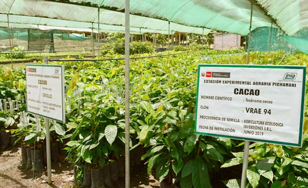 calidad cacao