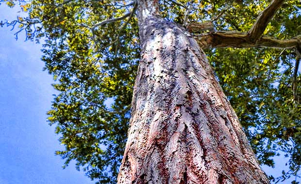 arbol cedro