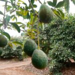 Producción de palta fue liderada por los departamentos de Ica y Lima en setiembre 2024