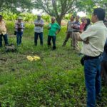 Equipo técnico del SENASA y  productores de pecanas de Ica realizan acciones de control de plaga pulgón amarillo