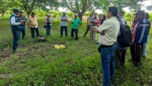 Equipo técnico del SENASA y  productores de pecanas de Ica realizan acciones de control de plaga pulgón amarillo