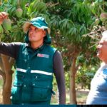 SENASA, autoridades y productores de Lambayeque unen esfuerzos en el control de mosca de la fruta