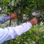 Perú combate plagas con uso de controladores biológicos en más de 209 mil hectáreas de cultivos
