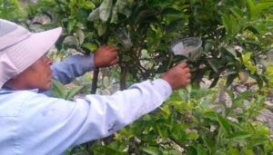 Perú combate plagas con uso de controladores biológicos en más de 209 mil hectáreas de cultivos
