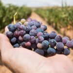 Piura fortalece su agroexportación de uva de mesa
