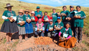Perú logra el acceso para la exportación de papa al mercado brasileño