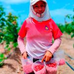 MIDAGRI organizará el Primer Foro Internacional de la Frambuesa el 13 de mayo en Lima