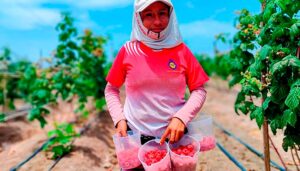 MIDAGRI organizará el Primer Foro Internacional de la Frambuesa el 13 de mayo en Lima