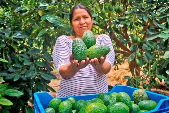 El 97% de la palta Hass que produce Perú procede de pequeños agricultores con menos de 5 hectáreas