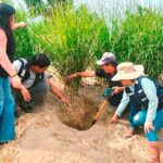 PECH logra producir en sus laboratorios especie vegetal pasto Vetiver
