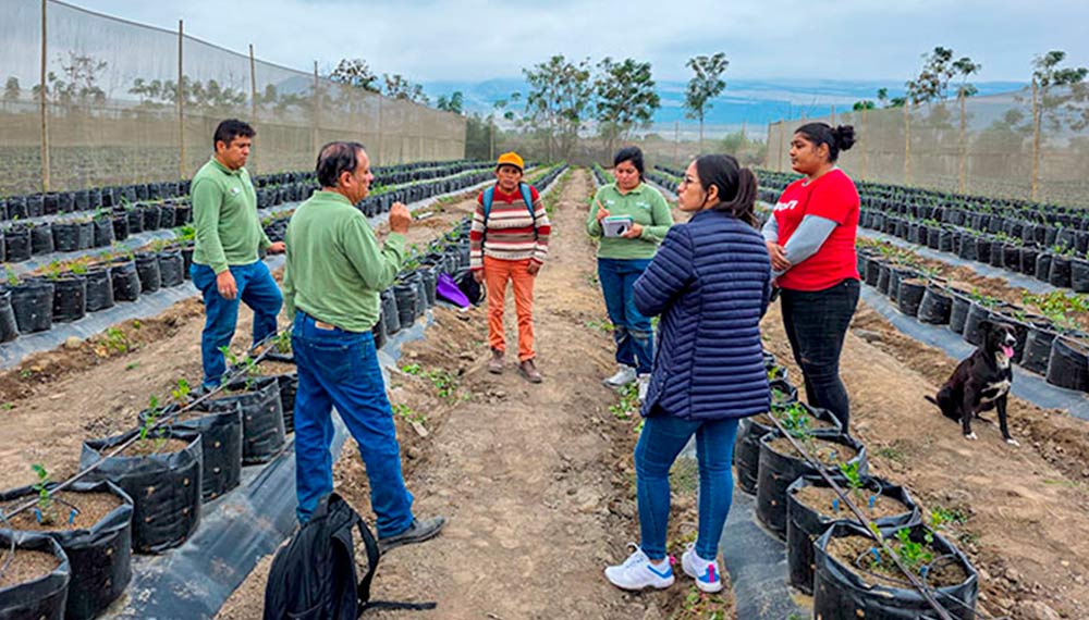 PECH fortalece cultivos de arándano y palto con control biológico y tecnología de riego