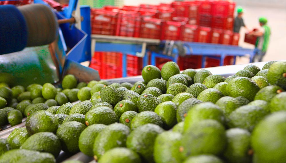 Campaña 2025- ProHass ajusta su proyección total de exportación a 655,00 toneladas   