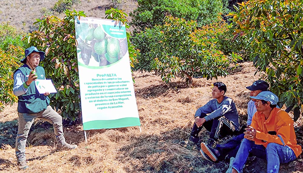 ProPALTA impulsa primera exportación de 21 toneladas de palta Hass de pequeños agricultores ayacuchanos
