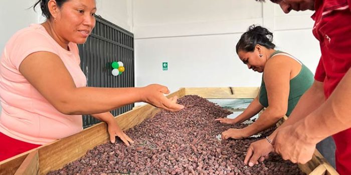 cacao-sost