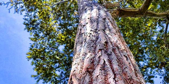 arbol cedro