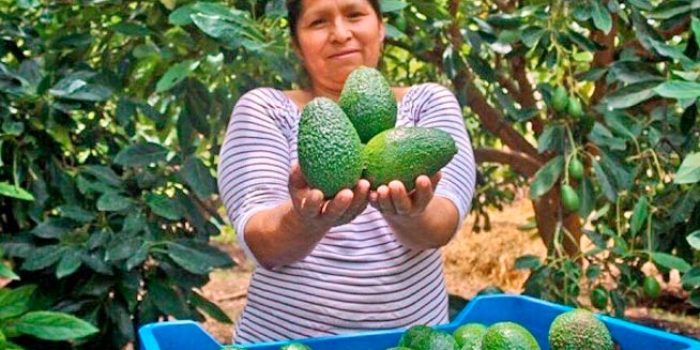 prod-palta